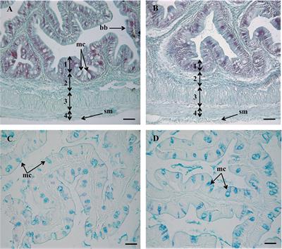 Medicinal Plant Leaf Extract From Sage and Lemon Verbena Promotes Intestinal Immunity and Barrier Function in Gilthead Seabream (Sparus aurata)